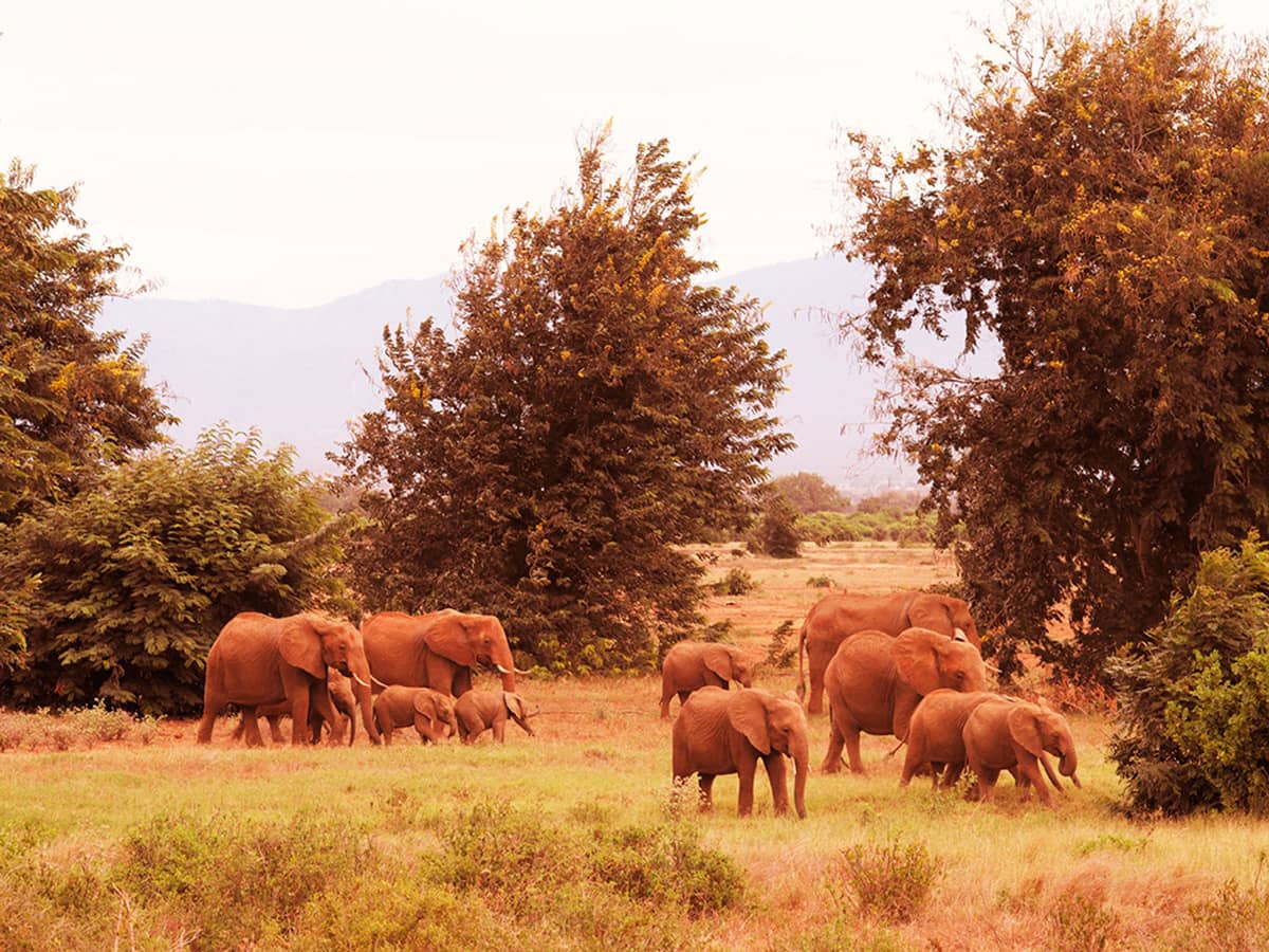 Klimaneutral drucken Saxoprint Kasigau Kenia