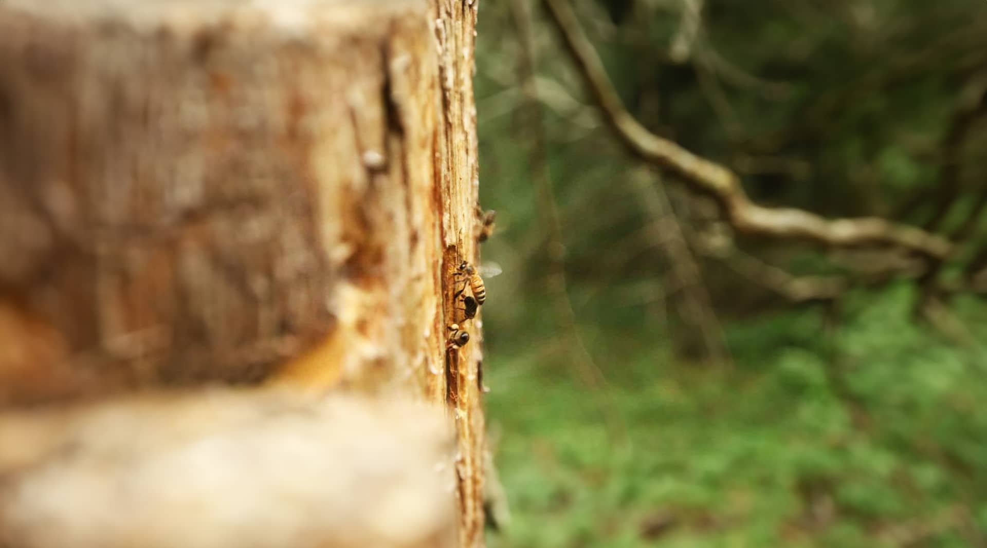 Nisthilfen für Insekten