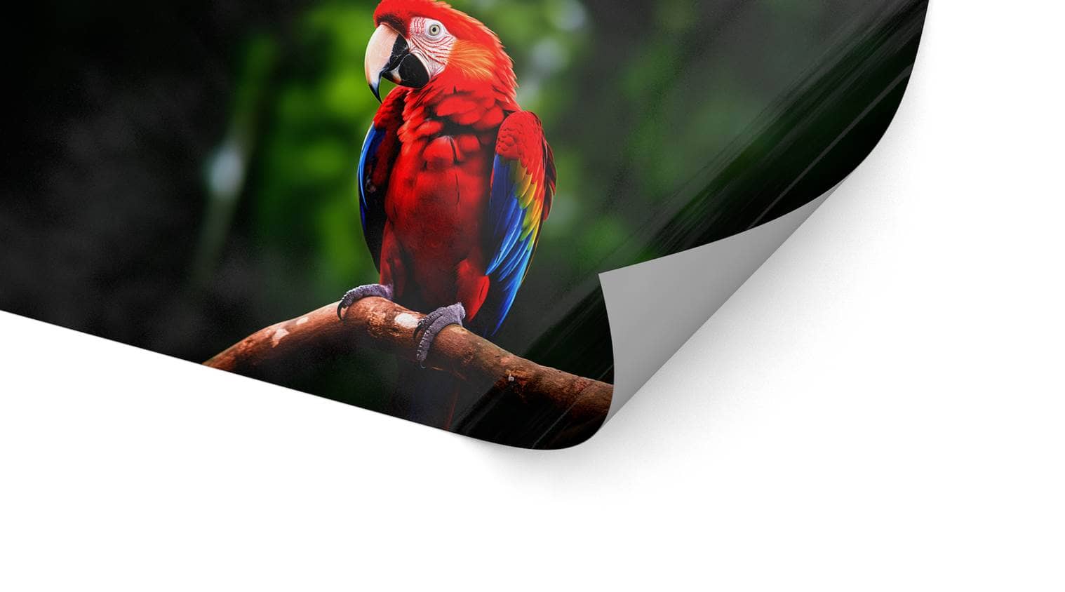 Ein Detailbild von einem Papageien, auf der man die Optik unseres glänzenden Laminats sehen kann