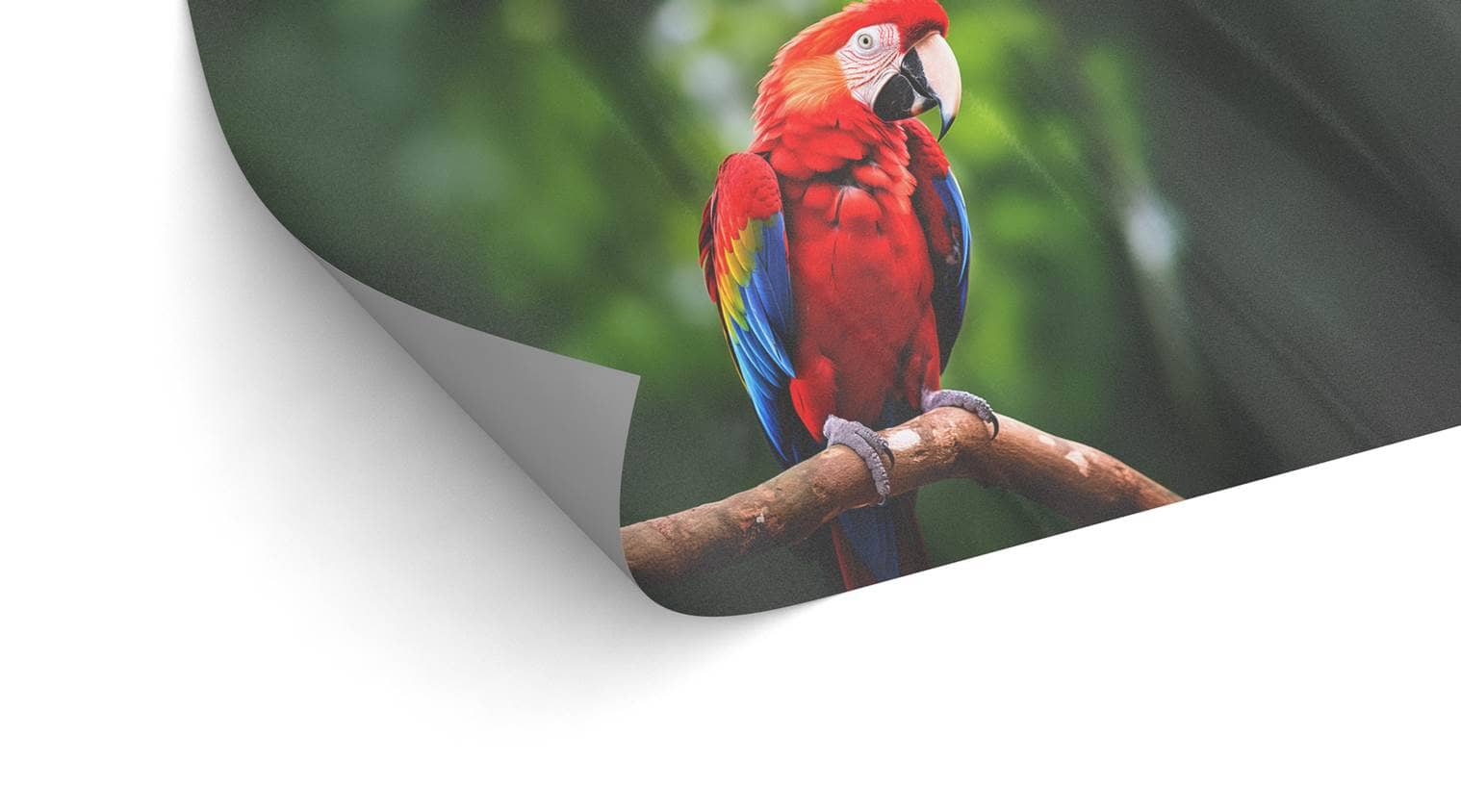 Ein Detailbild von einem Papageien, auf der man die Optik unseres Anti Rutsch Laminats sehen kann