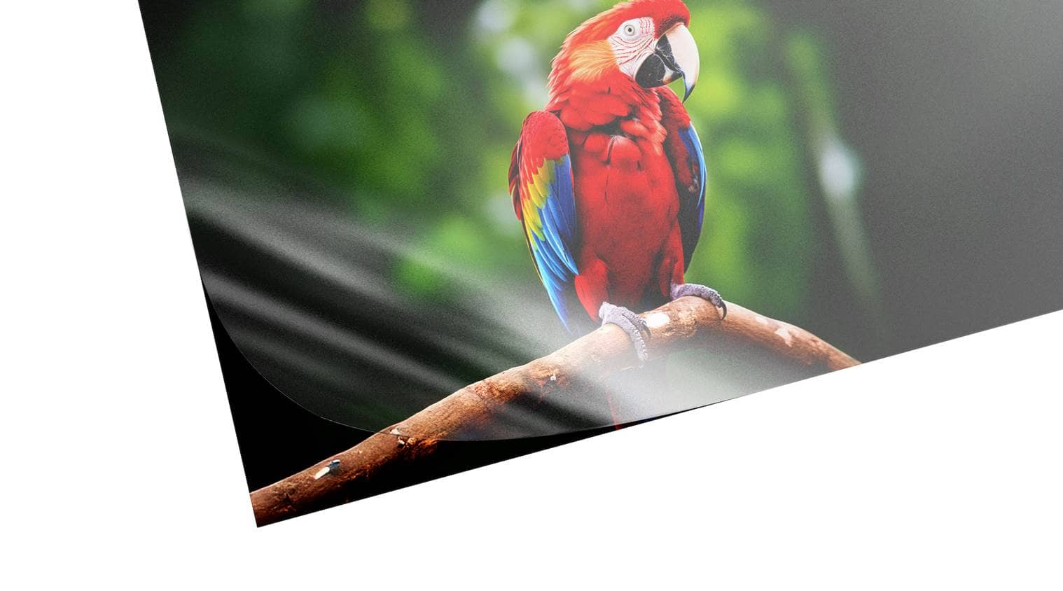 Ein Detailbild von einem Papageien, auf der man die Optik unseres matten Laminats sehen kann