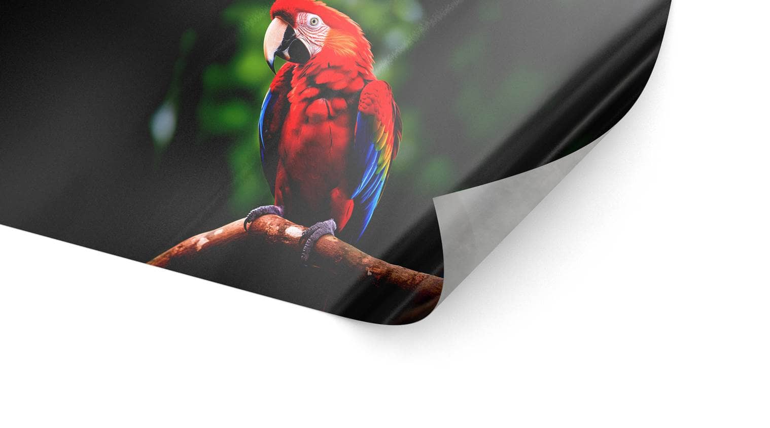 Detailbild unserer Autofolie, die einen Papagei darstellt