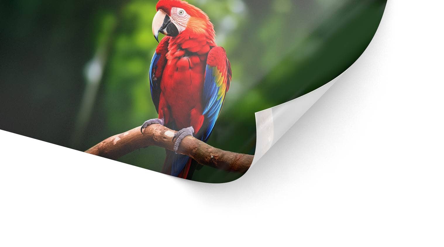 Detailbild unserer Backlit Folie, die einen Papagei darstellt