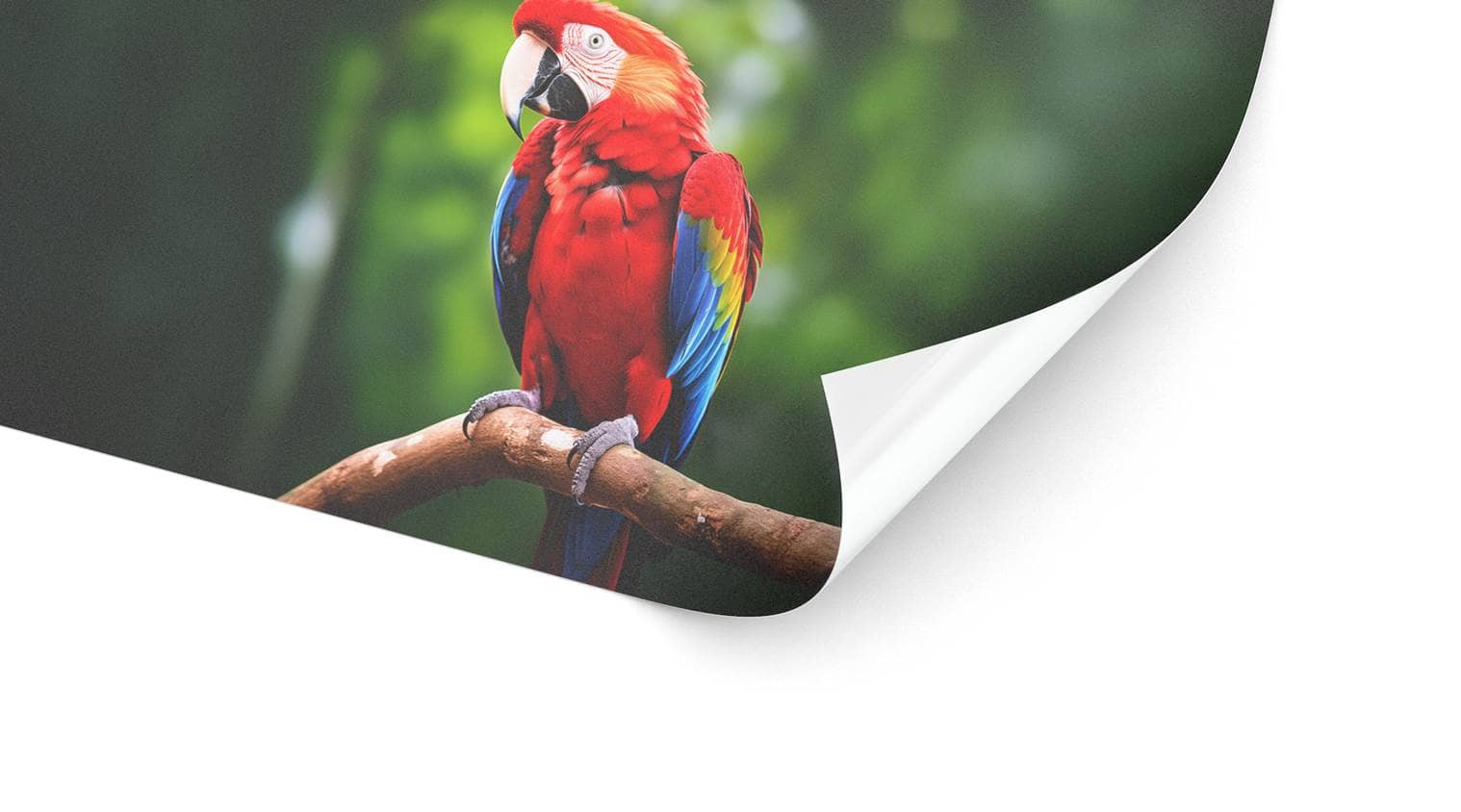 Detailbild unserer Bannerfolie, die einen Papagei darstellt