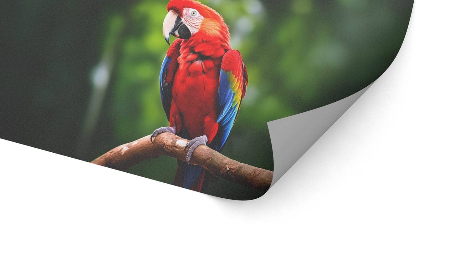 Detailbild unserer Fußbodenfolie, die einen Papagei darstellt