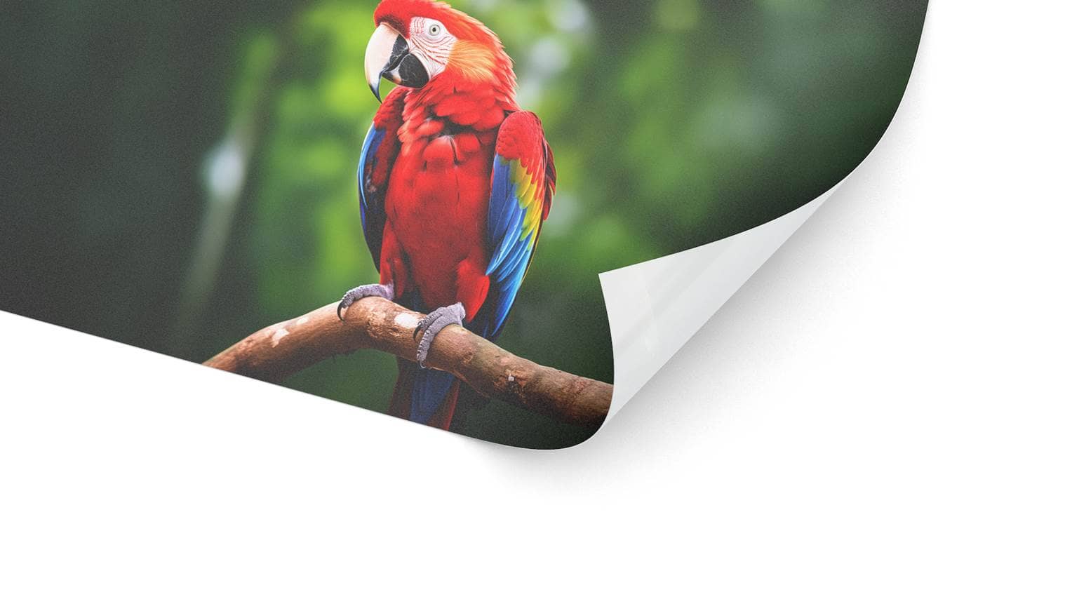 Detailbild unserer High Tack Folie, die einen Papagei darstellt