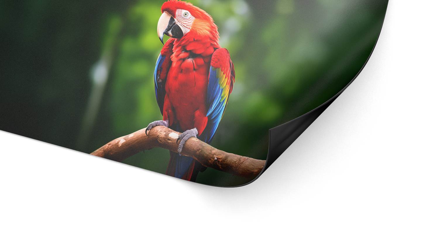 Detailbild unserer Magnetfolie, die einen Papagei darstellt