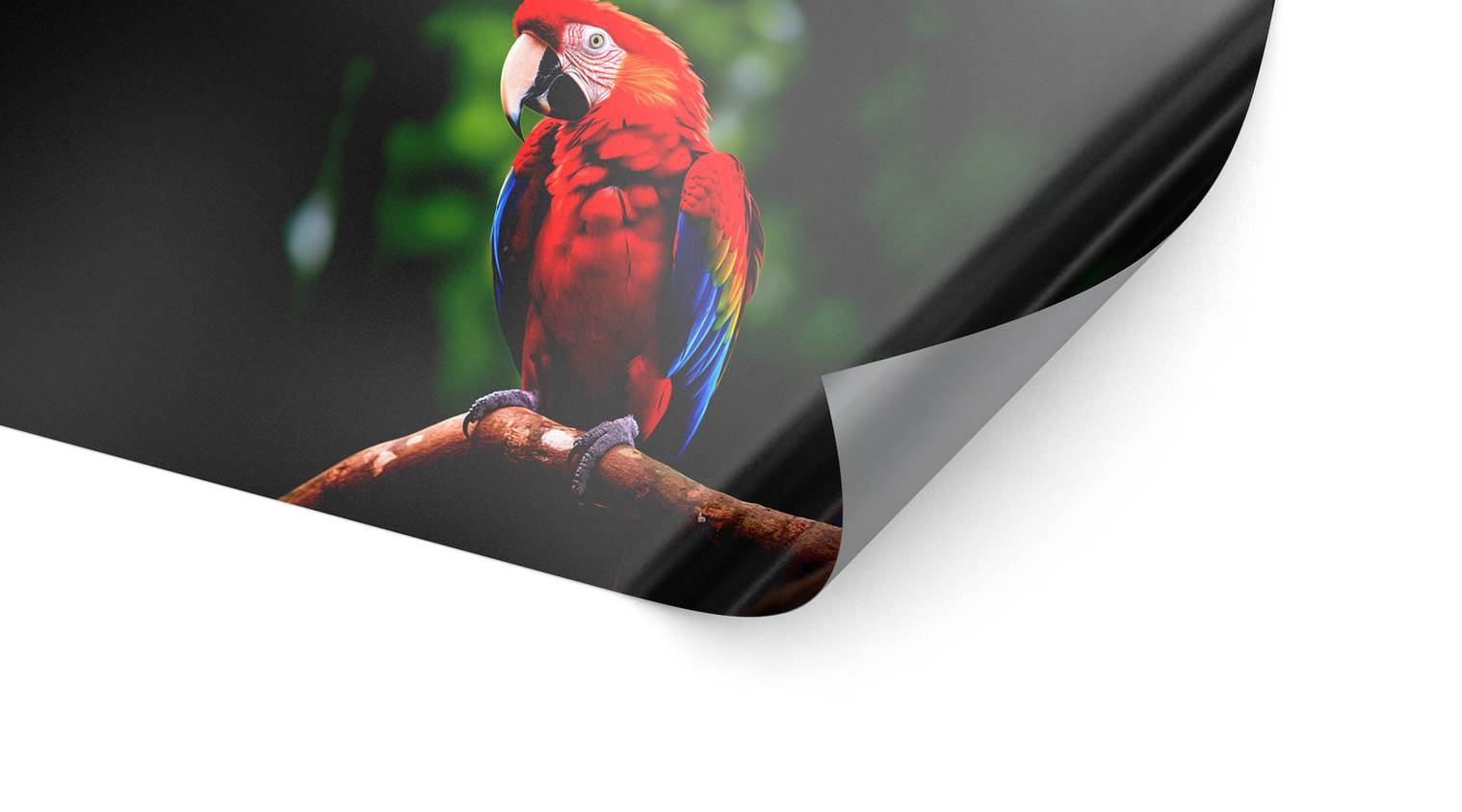 Detailbild unserer ablösbaren Standardfolie, die einen Papagei darstellt