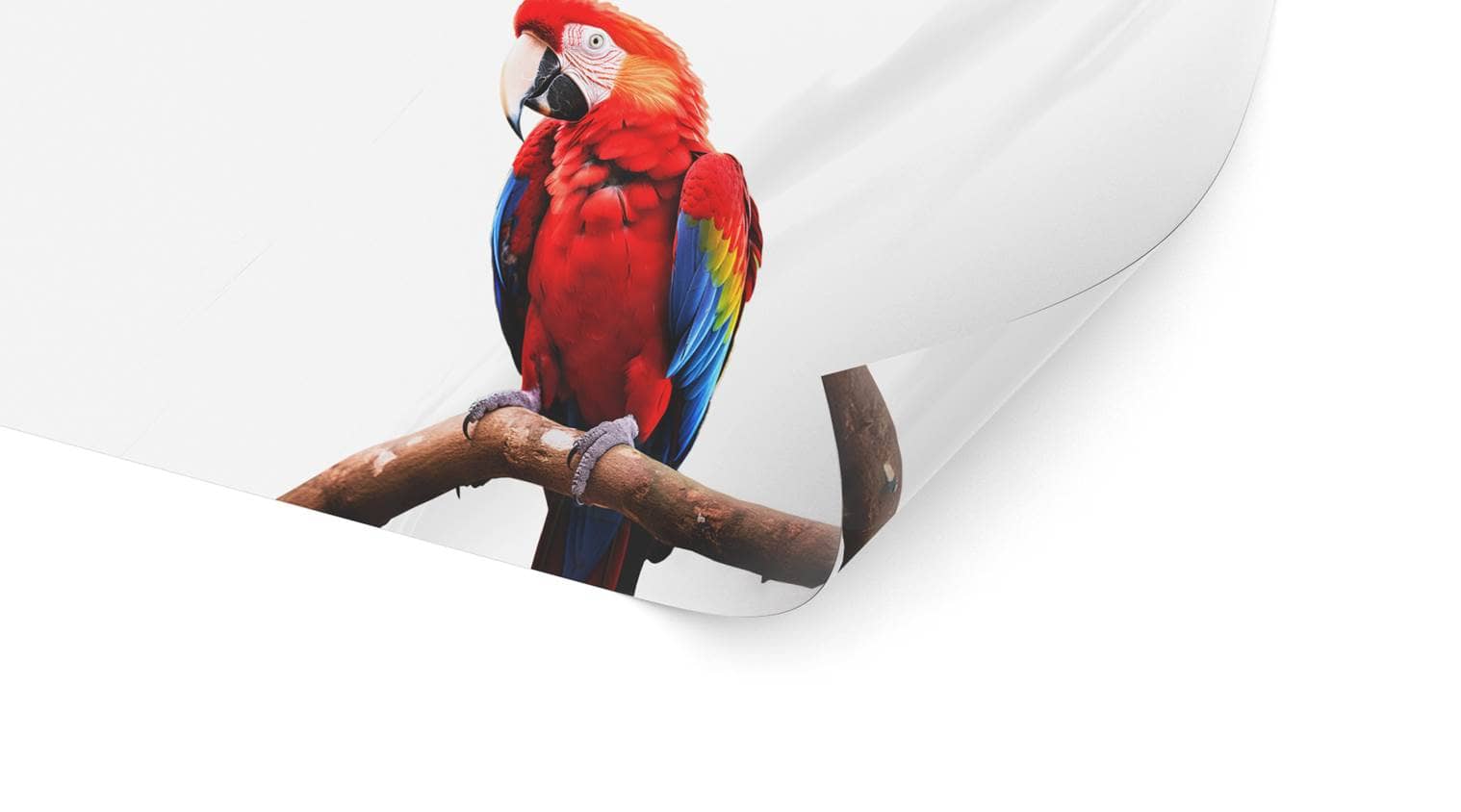 Detailbild unserer permanenten Standardfolie, die einen Papagei darstellt