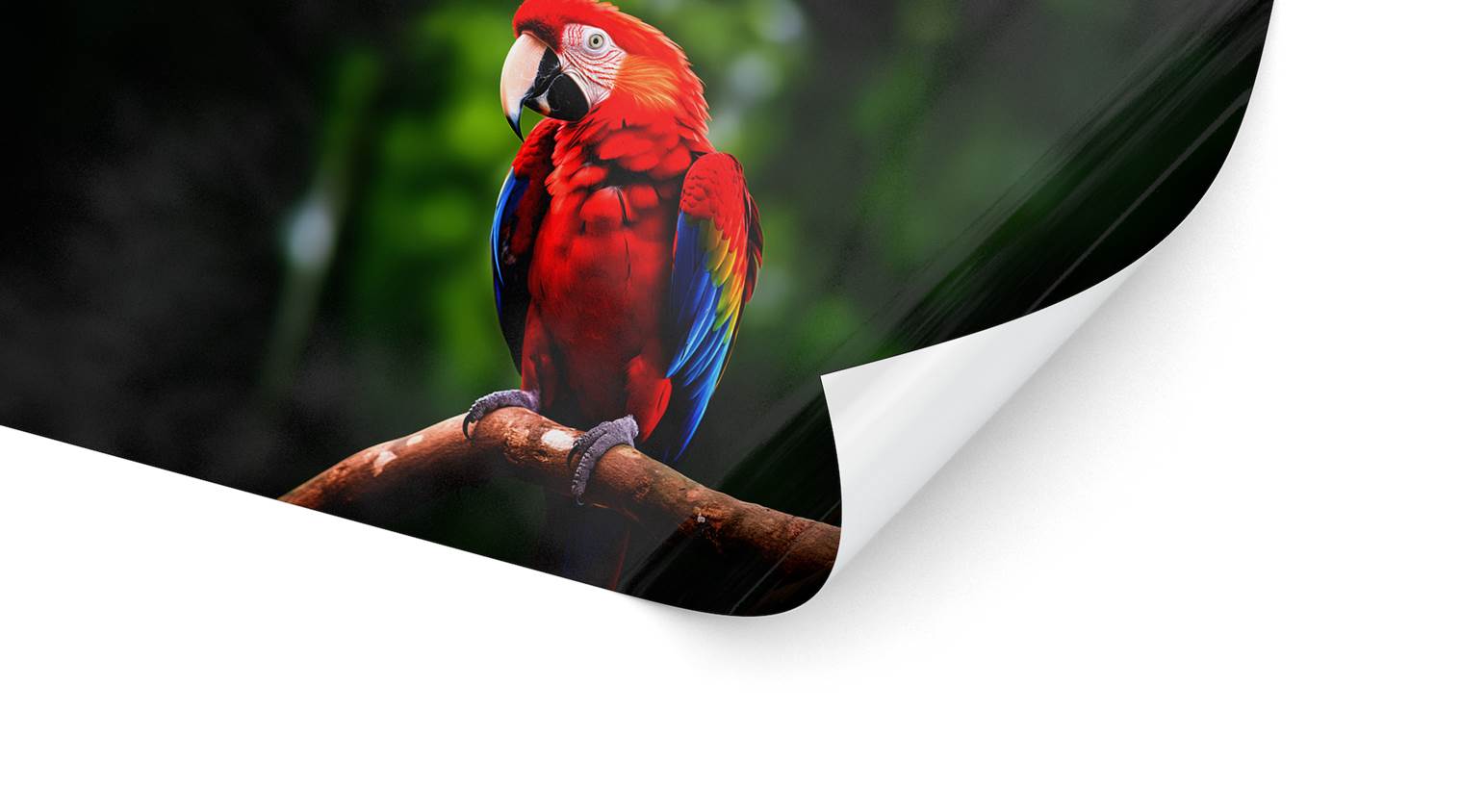 Detailbild unserer Standardfolie, die einen Papagei darstellt