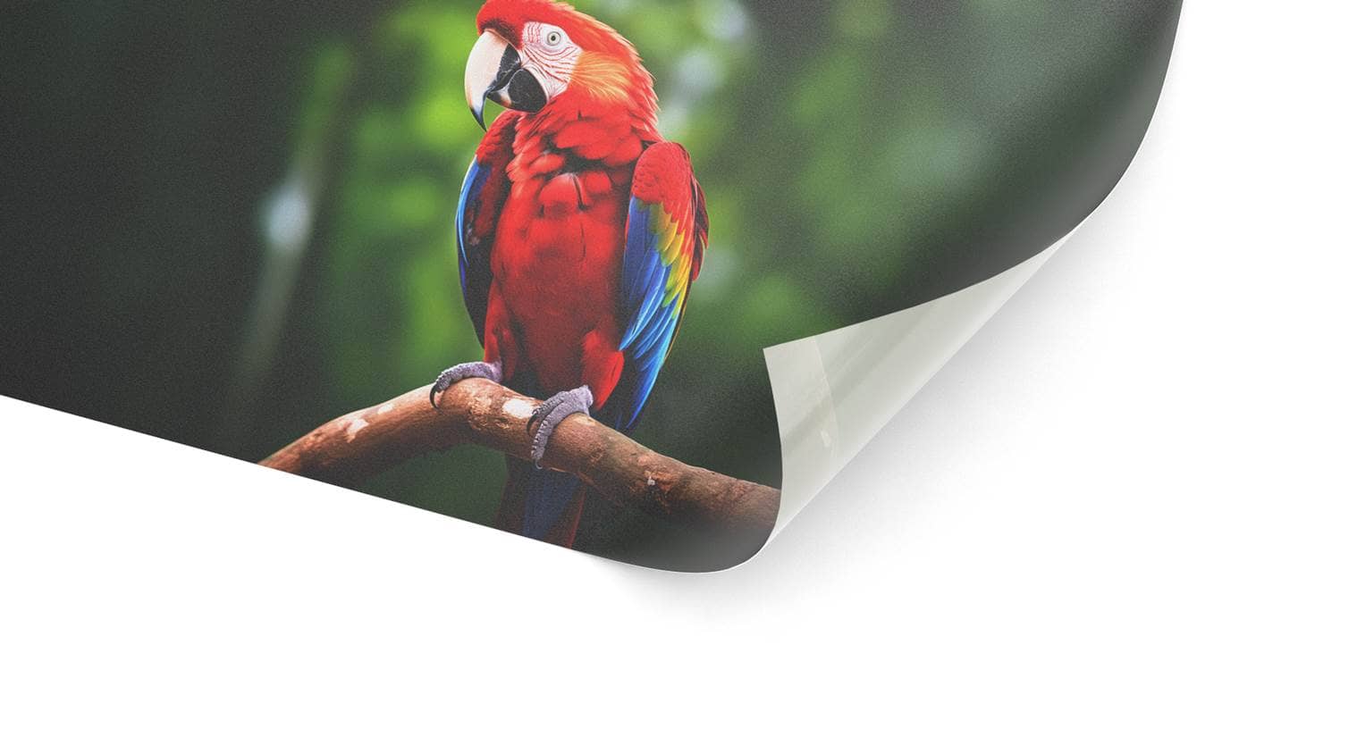 Detailbild unserer transluzenten Folie, die einen Papagei darstellt